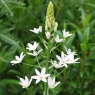 Ornithogalum ponticum 'Sochii'