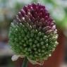 Allium sphaerocephalon