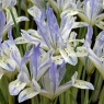 Iris reticulata Painted Lady