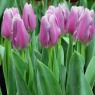 Tulipa 'Mistress Mystic'