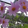 Dahlia imperialis