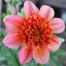 Dahlia 'Totally Tangerine'