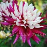 Dahlia 'Rebecca's World'