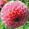 Dahlia 'Nathalie G'