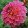 Dahlia 'Pink Runner'