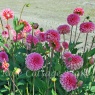 Dahlia 'Pink Runner'