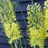 Eremurus stenophyllus AGM