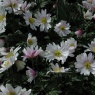 Anemone blanda ' White Splendour'