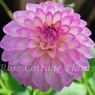 Dahlia 'Arbatax'