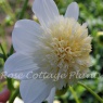 Dahlia 'Platinum Blonde'