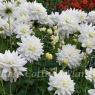 Dahlia 'Eternal Snow'