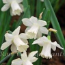 Narcissus 'Snow Baby'