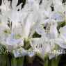 Iris 'Polar Ice'