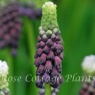 Muscari 'Grape Ice'