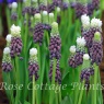 Muscari 'Grape Ice'