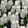 Muscari 'Siberian Tiger'