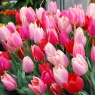 'Spring Dellghts' Tulip Collection