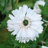 Anemone coronaria Double 'Mount Everest'