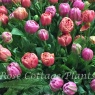 Tulipa 'Copper Image'