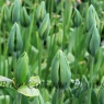 Tulipa 'Evergreen'