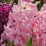 Hyacinth 'Pink Surprise'