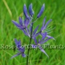 Camassia quamash 'Orion'