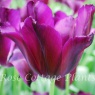 Tulipa 'Indeland'