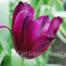 Tulipa 'Indeland'