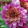 Dahlia Mambo