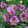 Dahlia 'Take Off'