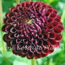 Dahlia Jowey Mirella