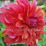 Dahlia 'Belle of Barmera'