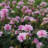 Dahlia Pink Perception