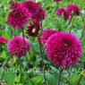 Dahlia Lilac Bull