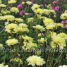 Dahlia 'Yellow Perception'