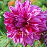 Dahlia 'Painted Girl'