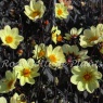 Dahlia Happy Days Lemon