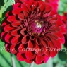 Dahlia Maroon Fox