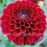 Dahlia Maroon Fox