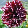 Dahlia 'Tartan'