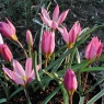 Tulipa humilis