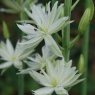 Camassia leichtlinii semi-plena