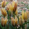 Tulipa urumiensis