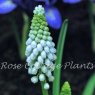 Muscari 'Baby's Breath'