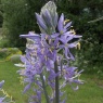 Camassia cusickii 'Zwanenburg'