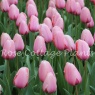 Tulipa 'Salmon Impression'