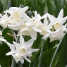 Narcissus triandrus 'Starlight Sensation'