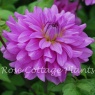 Dahlia 'Bluetiful'