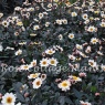 Dahlia 'Dahlegria White'