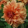 Dahlia 'Great Hercules'